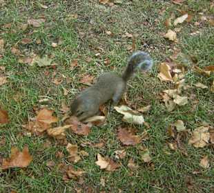 Hyde Park 