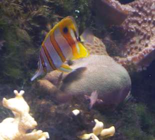 Aquarium Berlin