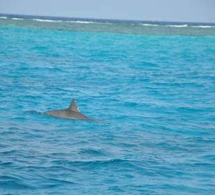 Sataya Riff Marsa Alam
