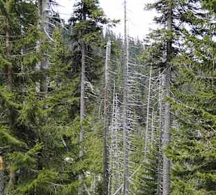 Berg Schneekoppe/Śnieżka