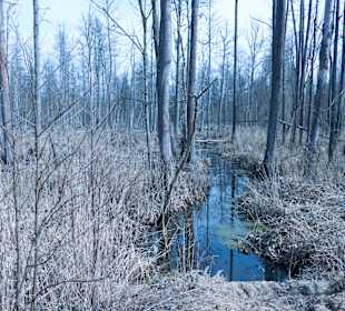 Puszcza Białowieska