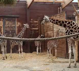 Auge in Auge mit den Giraffen