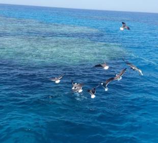 Schnorchelausflügen Bootstouren Marsa Alam 