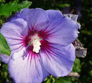 Blumenpracht auf der Fraueninsel