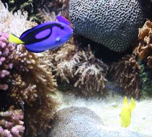 Monterey Bay Aquarium 