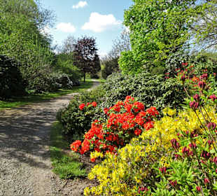 Impressionen aus dem Rhododendronpark Verden