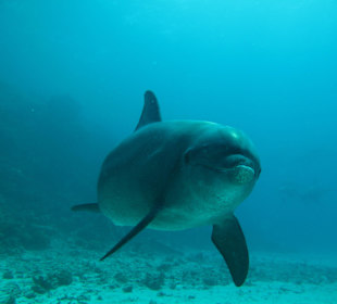 Delfinfreund Prinz Ashraf