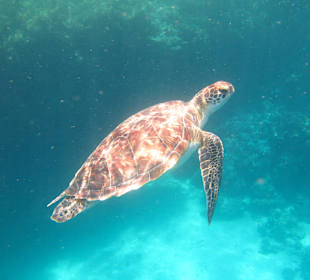 Coraya Bay, Marsa Alam, Turtle