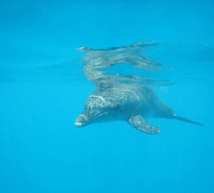 Delfinausflug mit Mo