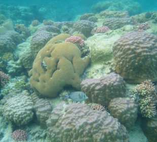 Korallen, 20 Meter vor dem Ufer