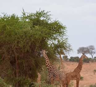 Giraffen im Tsavo Ost