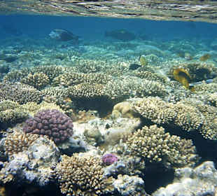 Das Hausriff des Hotel Baron Resort