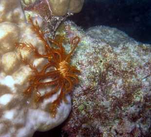 Haarstern auch Federstern genannt (Crinoidea)