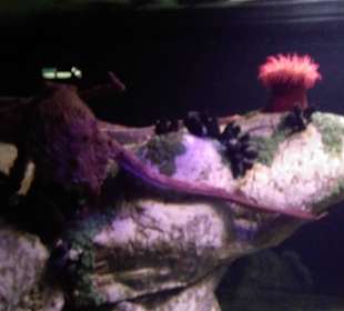 Oceanarium LIzbona