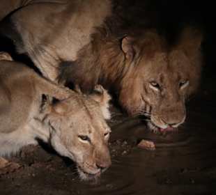 Safari Tour Timbavati