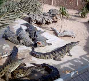 Djerba Explorer - Archivmaterial