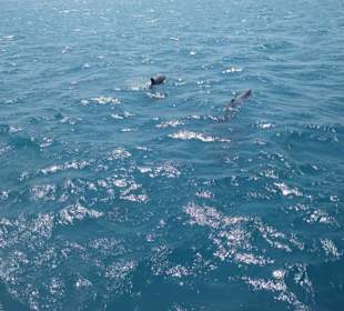 Delfinausflug mit Mo