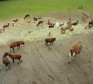 Tierwiese im Wildpark