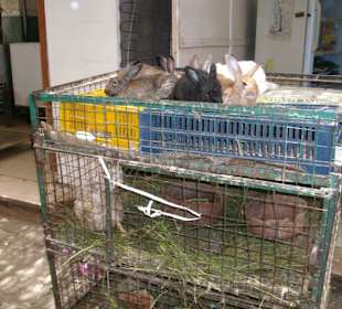 Als Tierfreund blutet einem dabei das Herz 