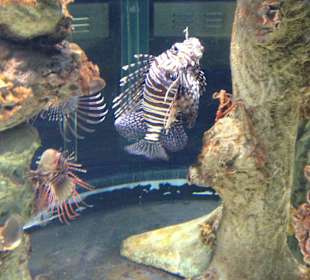 Sharjah aquarium in museum