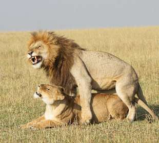 Haste noch nicht genug?