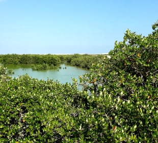 Al Thakira Mangroves