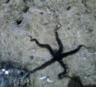 Zdjęcia rafy wykonane przeze mnie pod wodą