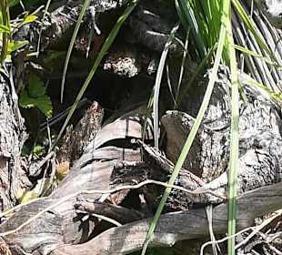 Happ Reptilien Zoo