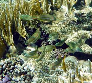 Rwelt Riff Rohanou Beach Resort