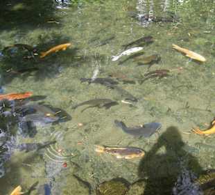 Fische im Park