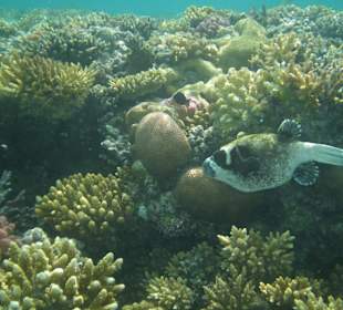 Schnorchelimpressionen