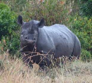 Schwarzes Nashorn in der Mara