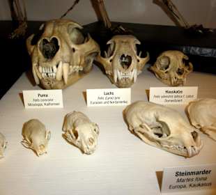 Naturkunde-Museum Bamberg