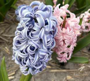 Floratuin Julianadorp