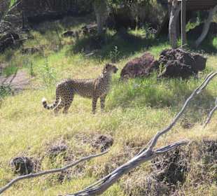 Ein wunderschöner Gepard