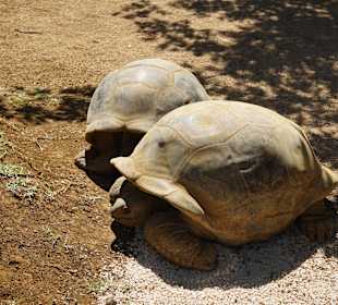 Paar Aldabra-Schildkröte