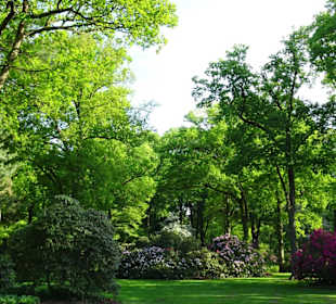 Hauptblüte im Rhododendronpark Bremen