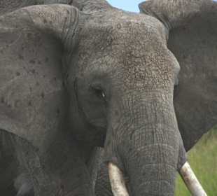 Wütender Elefant