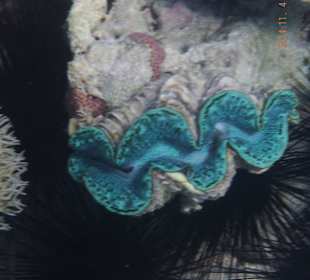 Schöne Unterwasserwelt