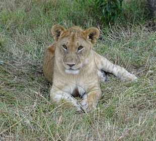 Was für ein komisches Volk diese Touris