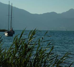 Uferschilf gg St.Gilgen