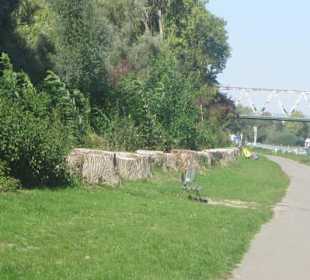 Uferpromenade Pappelstümpfe