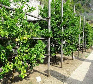 Rundgang durch das Zitronengewächshaus