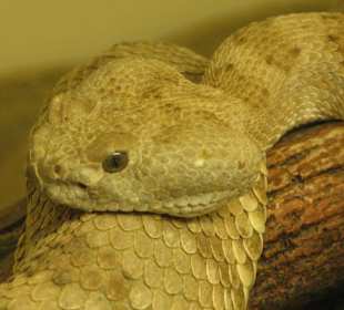 Rattlesnake Museum in Albuquerque