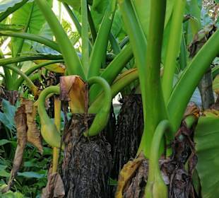 Sir Seewoosagur Ramgoolam Botanical Garden / Pamplemousses B