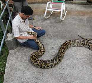 Die sich sonnende Python "ELISA" 12 J. und 120 kg