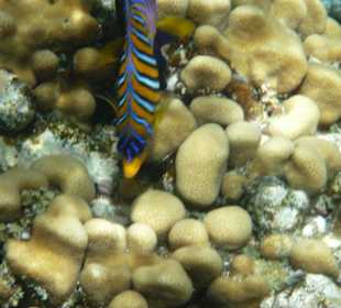 Fisch am Tulip Resort