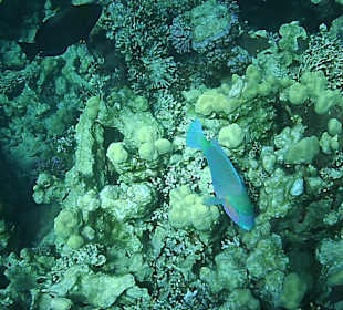 Schnorcheln Hurghada