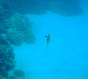Schnorcheln Abou Dabab
