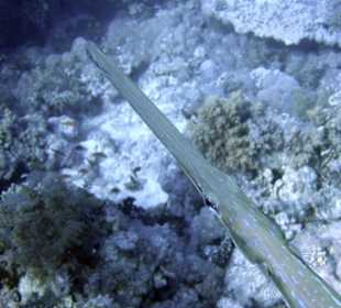 Nurkowanie w Sharm el Sheikh - podwodne życie